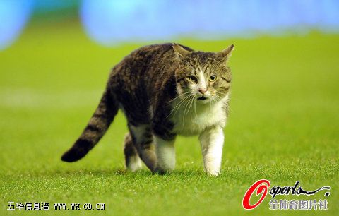 细数足球场上的小动物 猫咪小鸟爱看球_动物世界 细数足球场上的小动物 猫咪小鸟爱看球