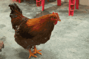 动物 鸡 301_200 gif 动态图 动图